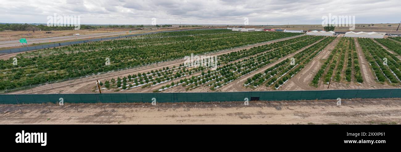 Avondale, Colorado - cannabis cultivé à l'usine Mammoth Farms (anciennement Los Suenos), près de Pueblo. Banque D'Images