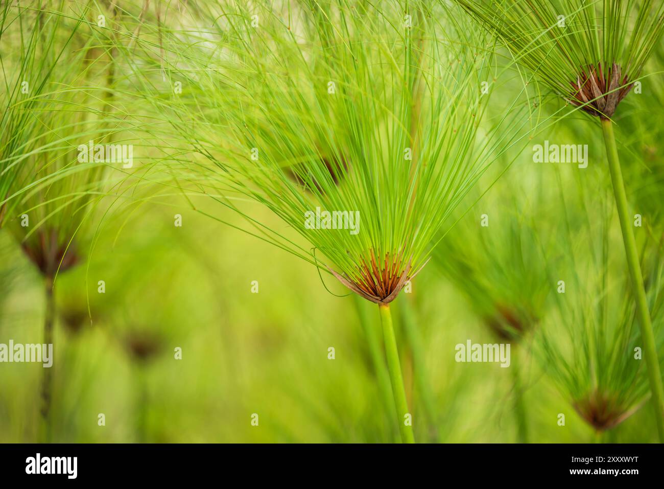 Papyrus Cyperus dans le parc municipal de Mangabeiras à Belo Horizonte, Brésil. Banque D'Images