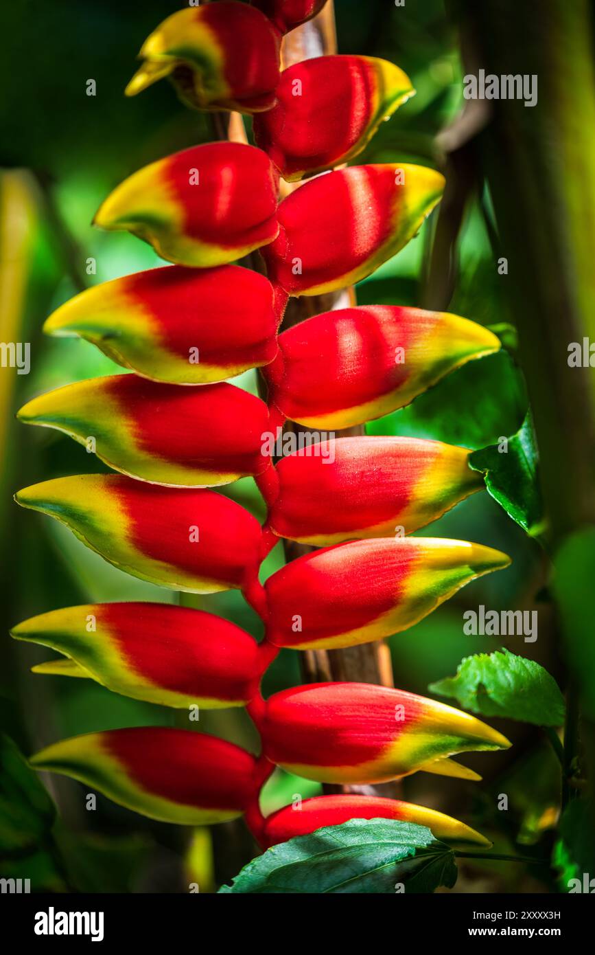 Gros plan de faux oiseau coloré de plante tropicale de paradis Banque D'Images Gros plan de faux oiseau coloré de plante tropicale de paradis Banque D'Images