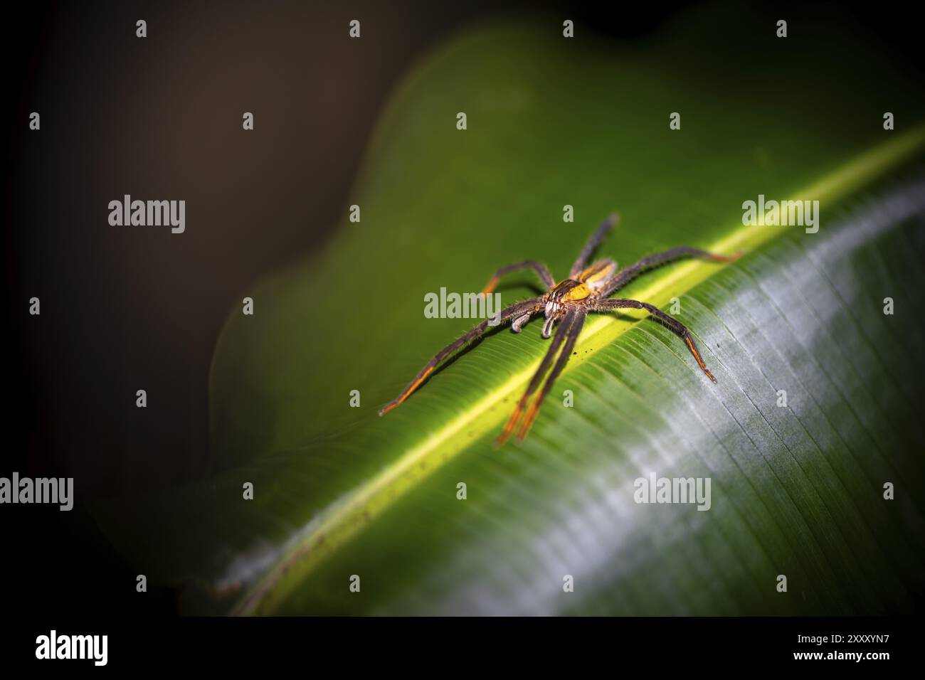 Araignée à peigne Getazi ou araignée banane Getazi (Cupiennius tazi), mâle adulte assis sur une feuille la nuit, la nuit dans la forêt tropicale humide, Refugio NaCI Banque D'Images