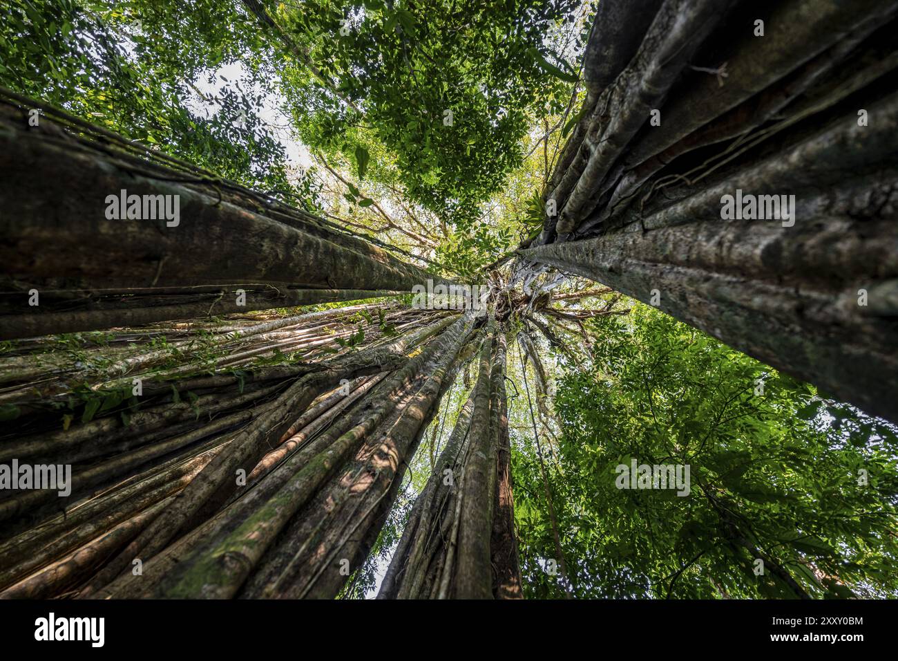 Racines suspendues d'une figue étrangleuse géante (Ficus americana), regardant vers le haut, dans la forêt tropicale, parc national du Corcovado, Osa, province de Puntarena, Costa Banque D'Images