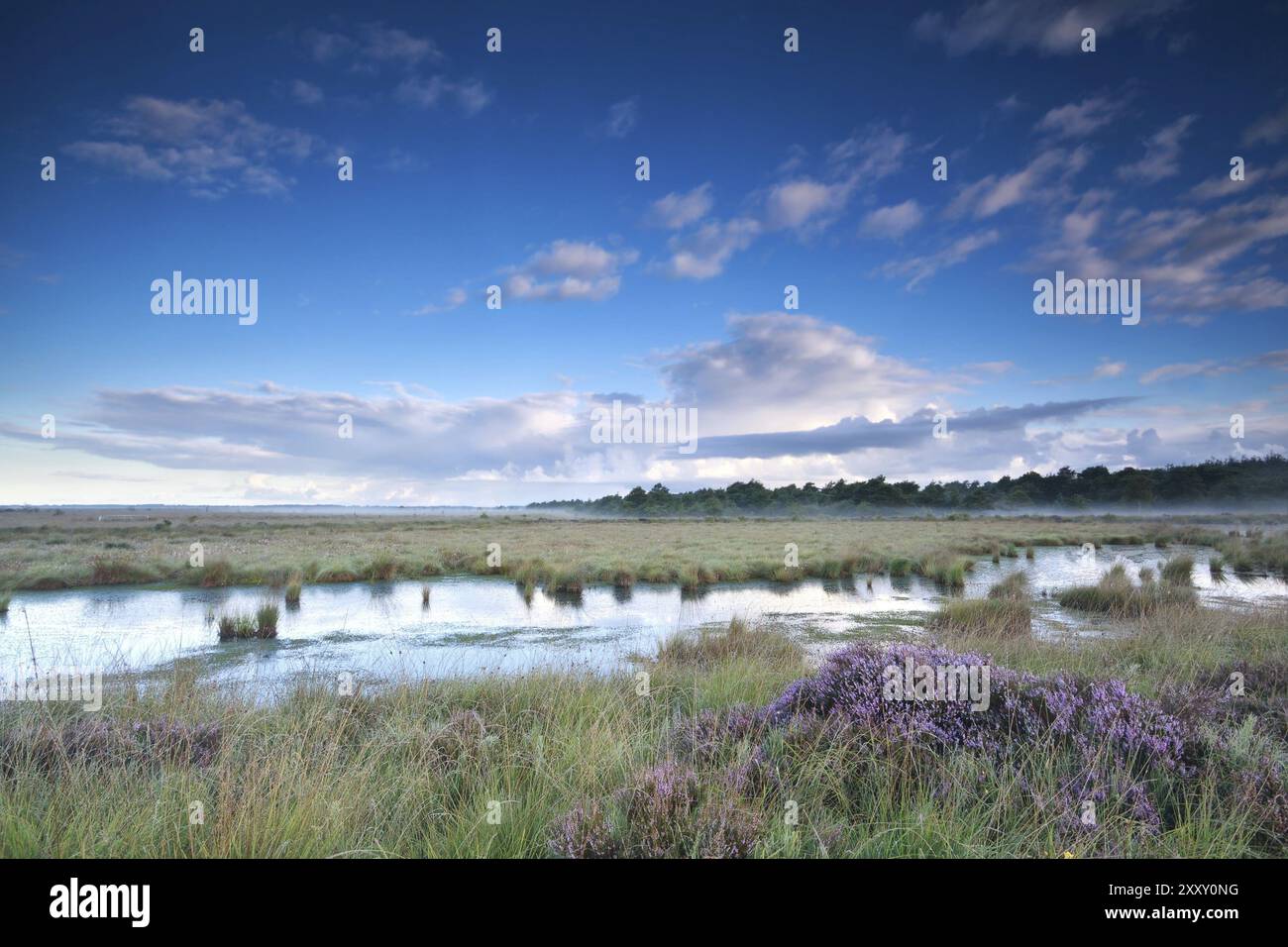 Ciel bleu au-dessus des marais avec de la bruyère en été Banque D'Images