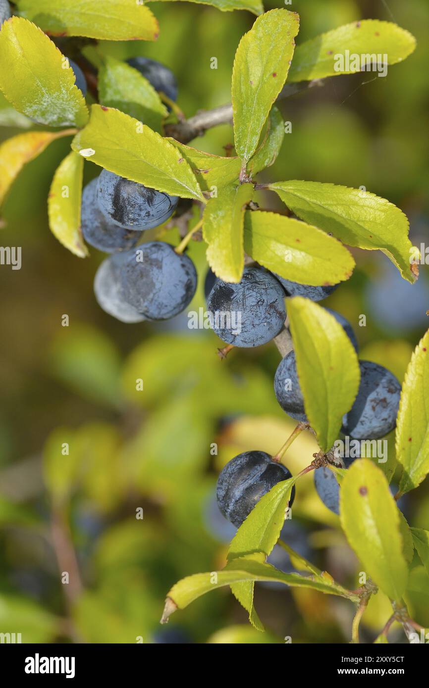 Blackthorn Bush avec des fruits. (Prunus spinosa) . Fruit mûr de paresseux sur les branches de l'épine noire (Prunus spinosa) en suède à l'automne Banque D'Images