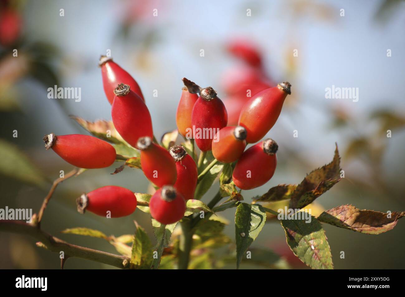 Fruit du chien rose Banque D'Images