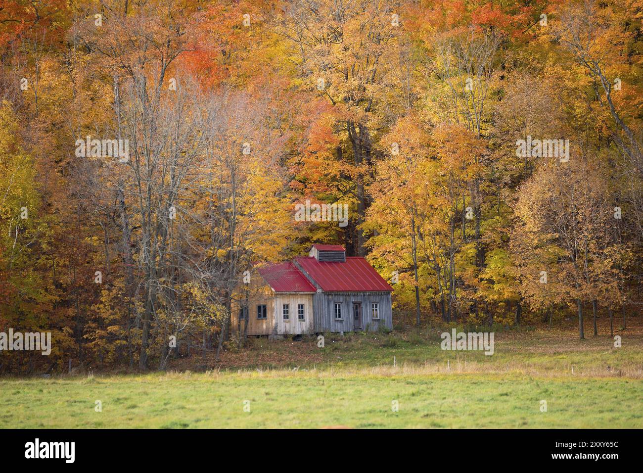 Vieille ferme au Canada sous des arbres colorés Banque D'Images Vieille ferme au Canada sous des arbres colorés Banque D'Images