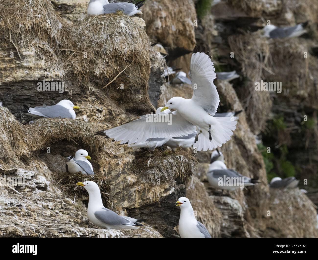 Kittiwake à pattes noires (Rissa tridactyla), oiseau adulte volant dans une colonie de reproduction sur les falaises côtières de l'océan Arctique, mai, fjord de Varanger, Norvège, Euro Banque D'Images