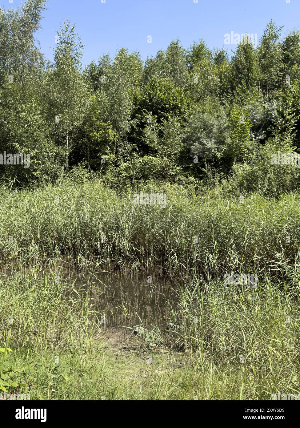 Roseau commun (Phragmites australis) roseau commun poussant dans le ruisseau dans la zone de conservation du paysage devant l'ancien tas de scories minières verdoyant Halde Scho Banque D'Images