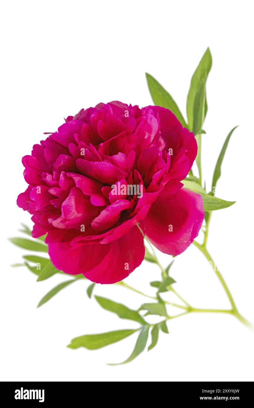 Grande pivoine rouge avec des feuilles coupées sur blanc Banque D'Images