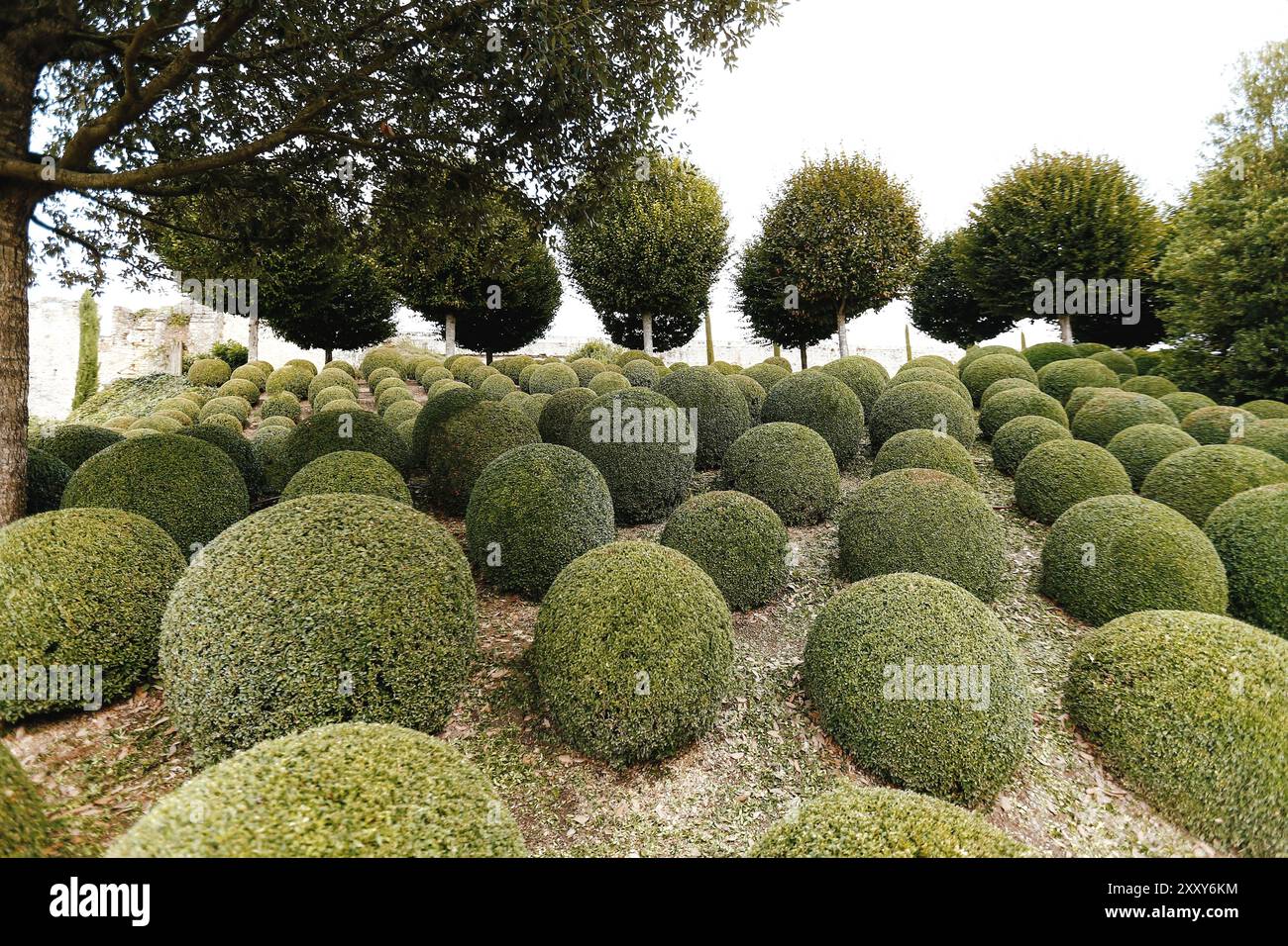 Jardin paysager avec boules de buis proche en France. Sphères vertes. Banque D'Images