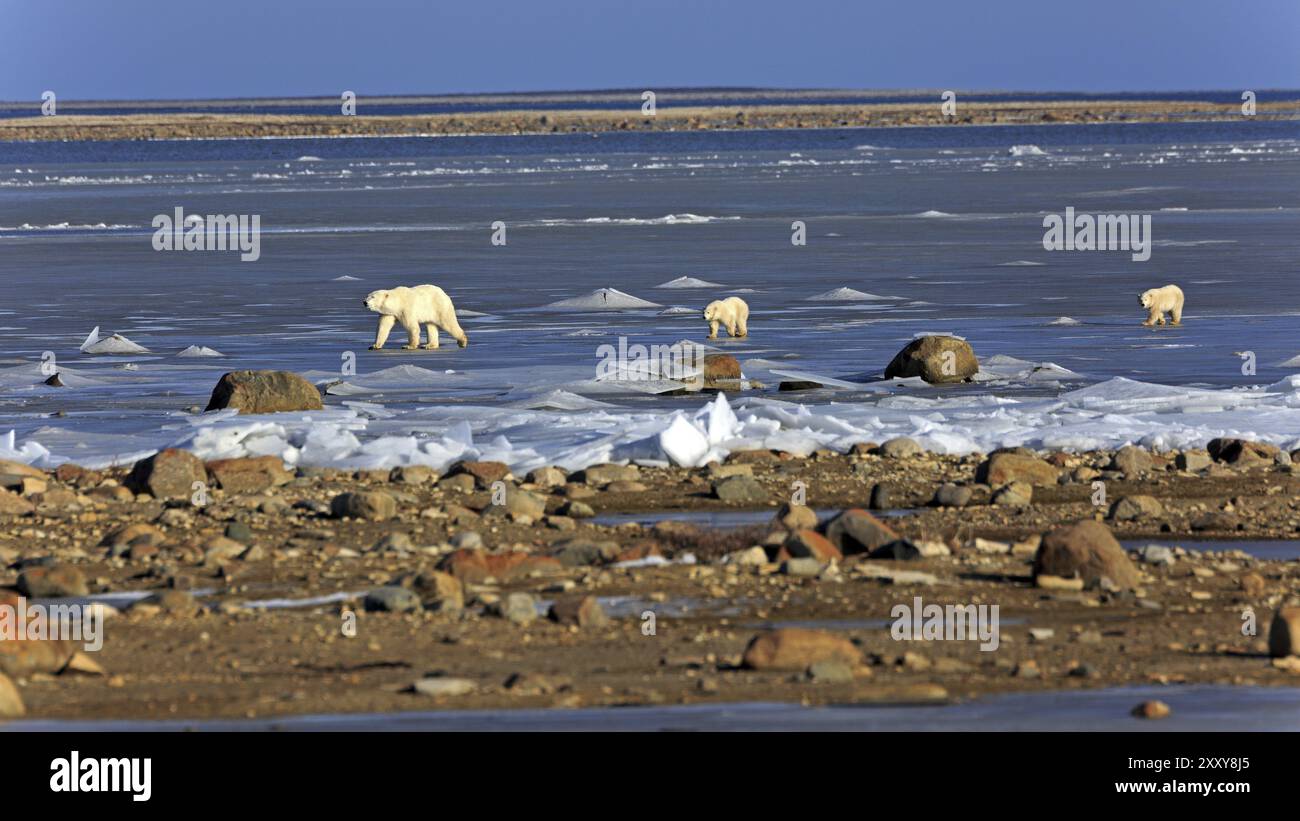 Une famille d'ours polaires sur la glace de la baie d'Hudson Banque D'Images