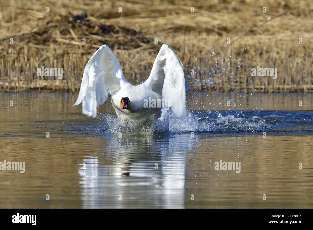 Cygne muet au printemps pendant la défense du territoire, cygne muet dans le combat dans un étang Banque D'Images