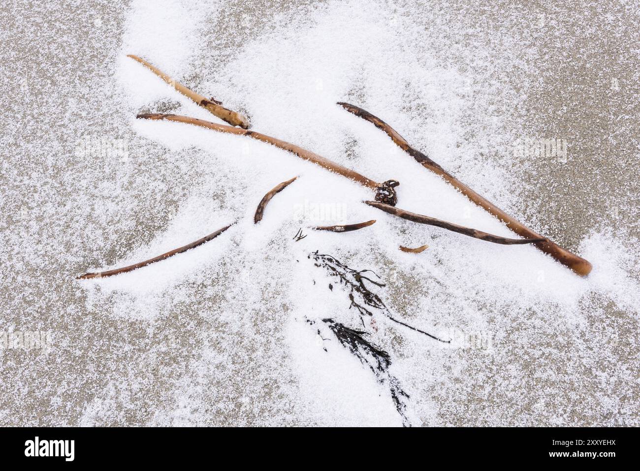Algues enneigées sur une plage de sable, Unstad, Vestvagoy, Lofoten, Nordland, Norvège, mars 2015, Europe Banque D'Images
