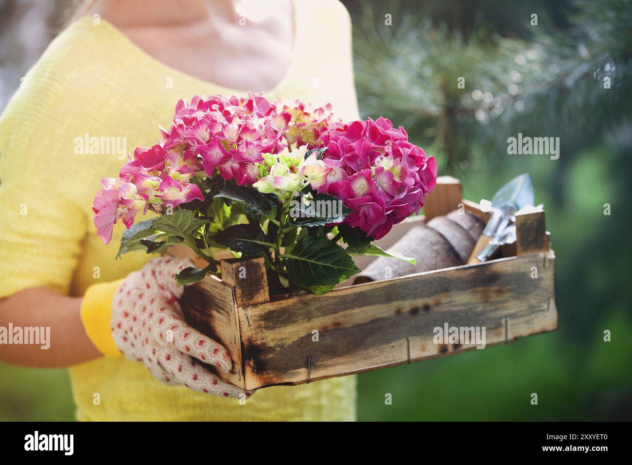 Croissez une femme non reconnaissable avec un chemisier jaune et des gants portant une boîte en bois avec des fleurs et des outils en fleurs lors de votre travail dans le jardin en été Banque D'Images