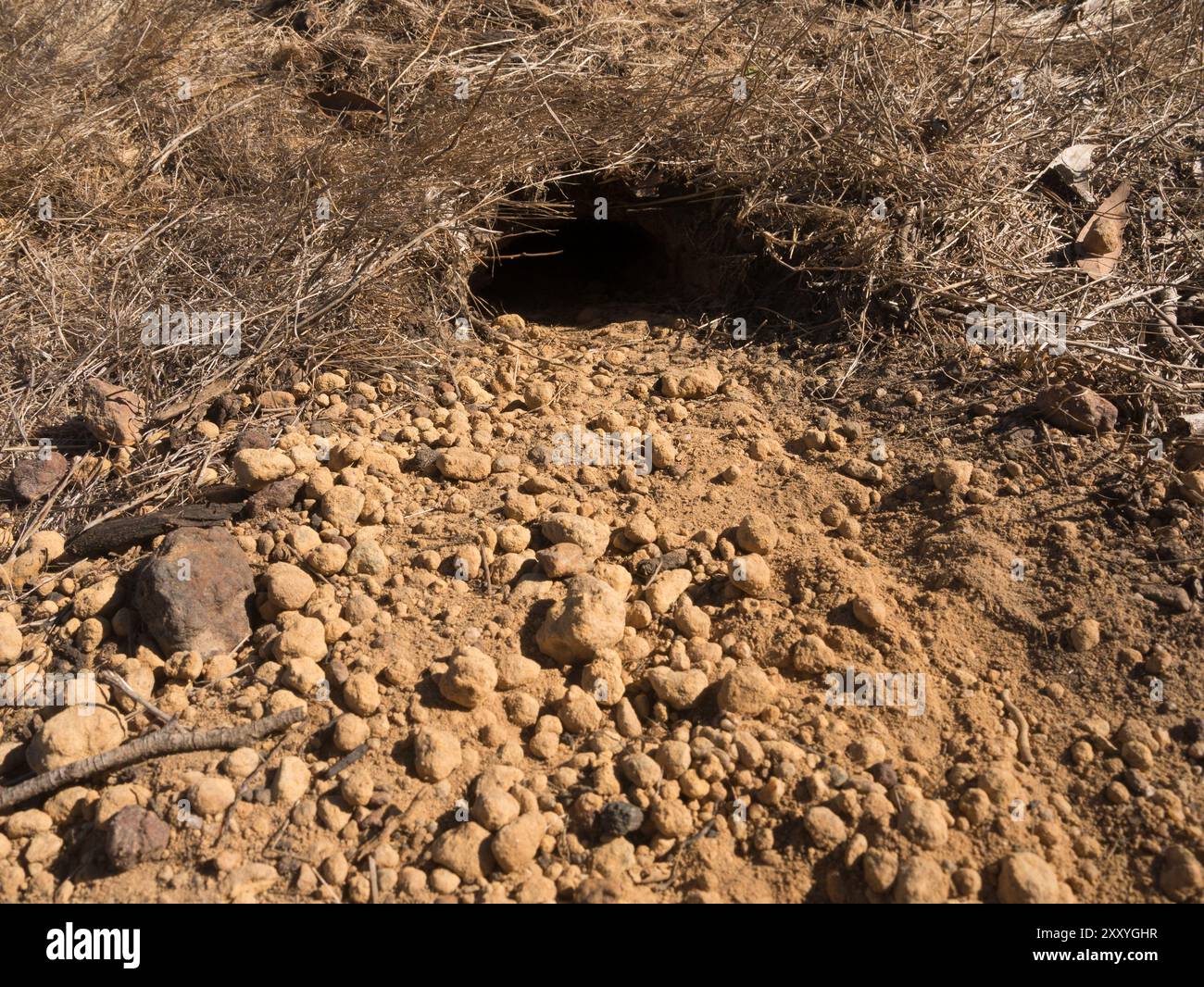 Vue frontale de l'entrée du terrier de Goanna sur l'île Kangaroo Island, Australie. Banque D'Images