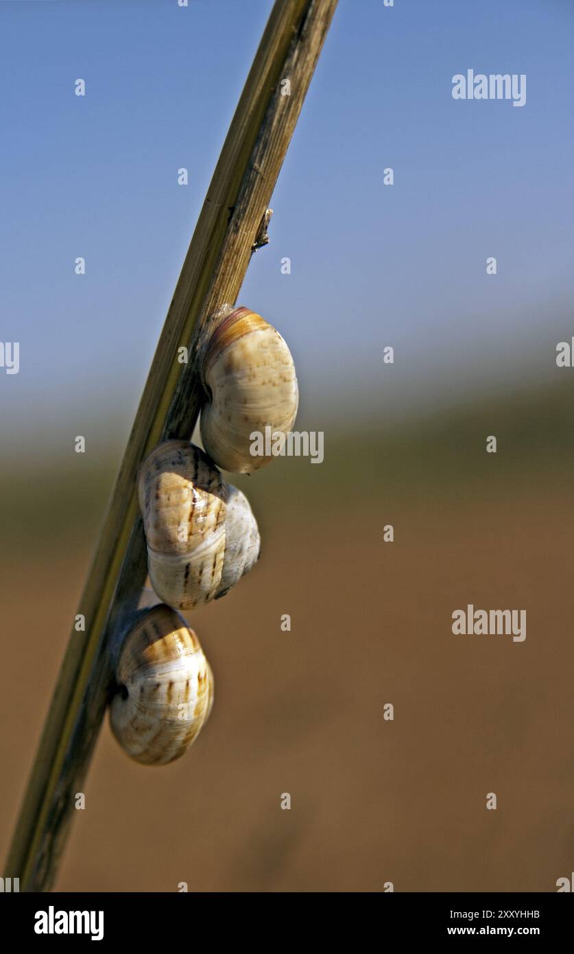 Trois escargots alignés Banque D'Images