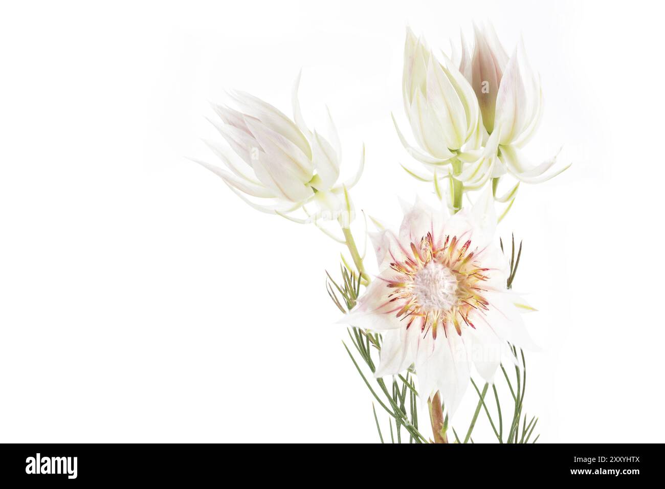 Fleur d'une Serruria florida, sur fond blanc Banque D'Images
