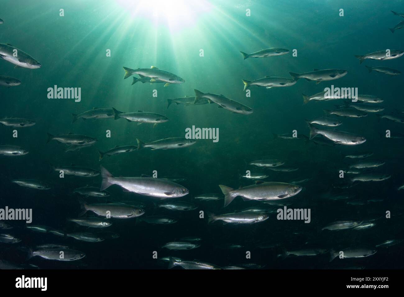 Grande école de saumon sockeye adulte dans le canyon en eau profonde. Banque D'Images