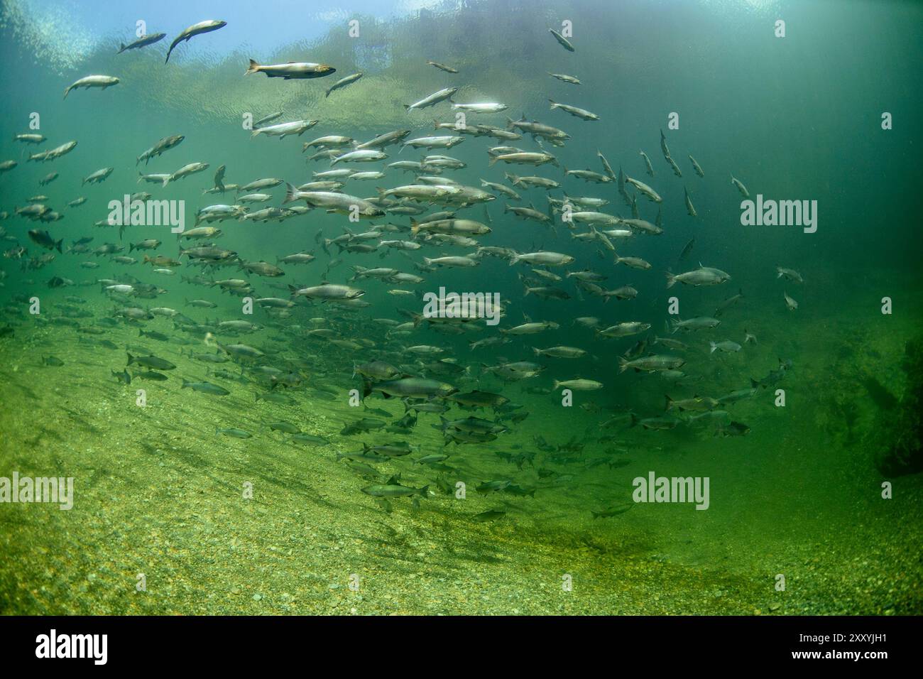 Grande école de saumon sockeye dans un canyon profond du sud de la Colombie-Britannique, Canada. Banque D'Images