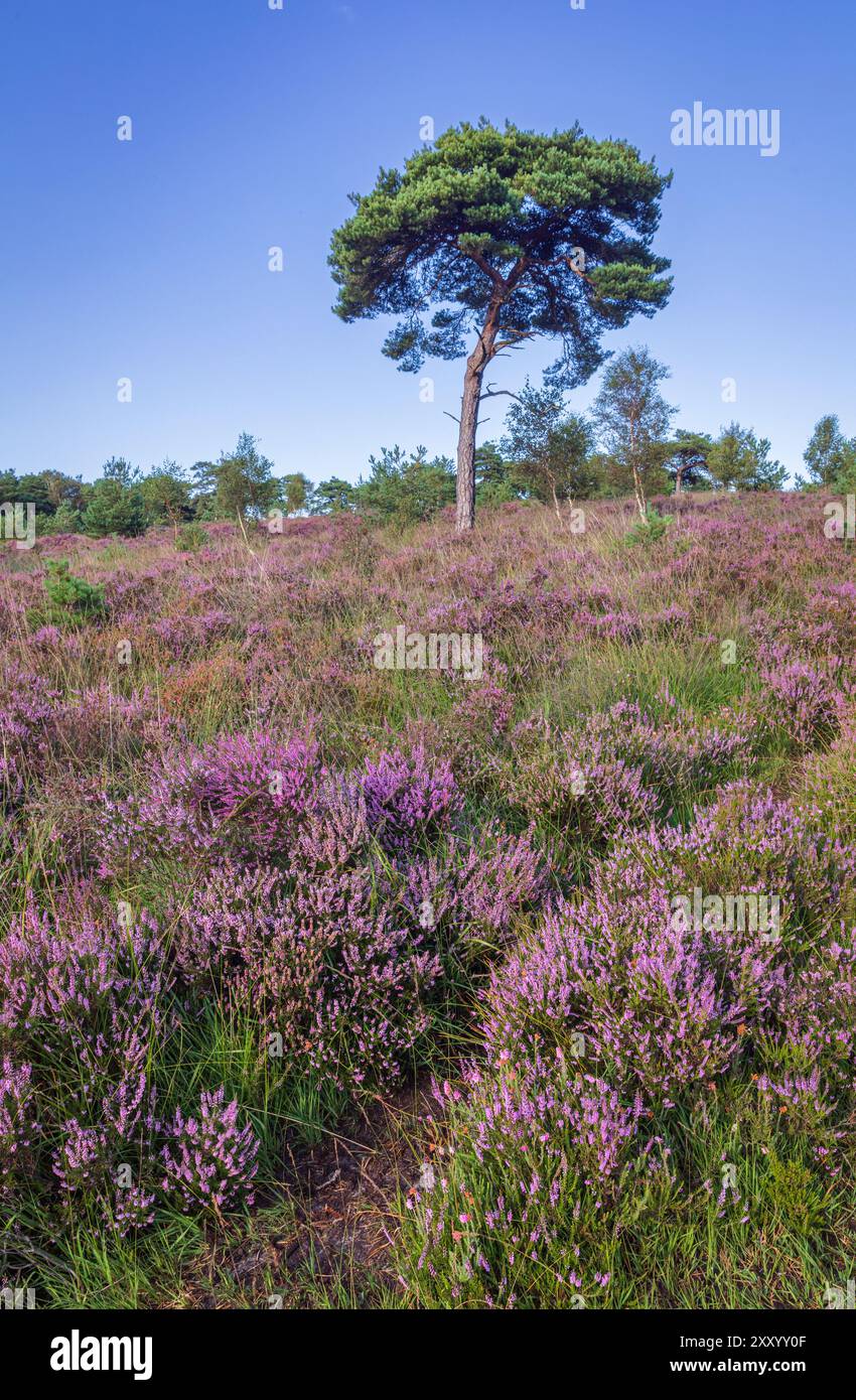 Un pin écossais solitaire parmi les bruyères et les landes de Ashdown Forest sur le haut weald East Sussex au sud-est de l'Angleterre Banque D'Images