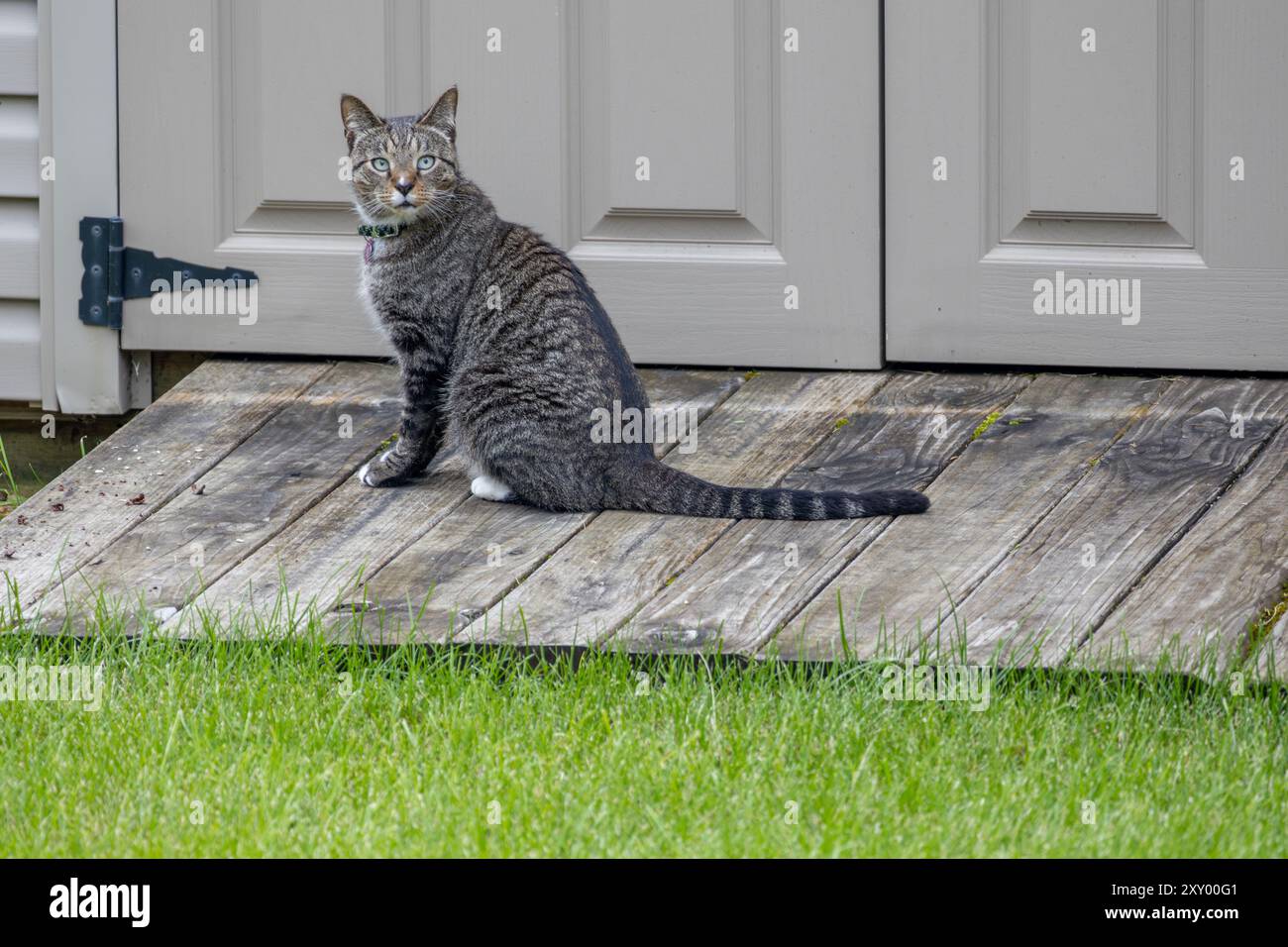 Vue rapprochée d'un chat tabby rayé gris avec pattes blanches, assis sur une rampe en bois menant à un abri de jardin, regardant la caméra Banque D'Images