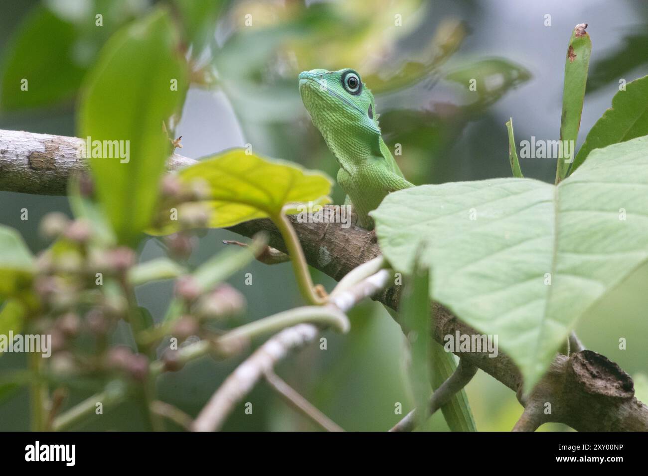 Lézard à crête verte, Bronchocela cristatella, du parc national de Bako, Sarawak, Malaisie, Bornéo en Asie du Sud-est. Banque D'Images