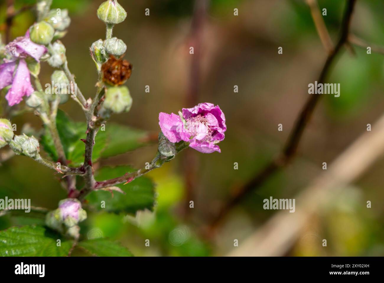 Fleur de mûre sauvage avec photo de la nature en gros plan de rosée Banque D'Images