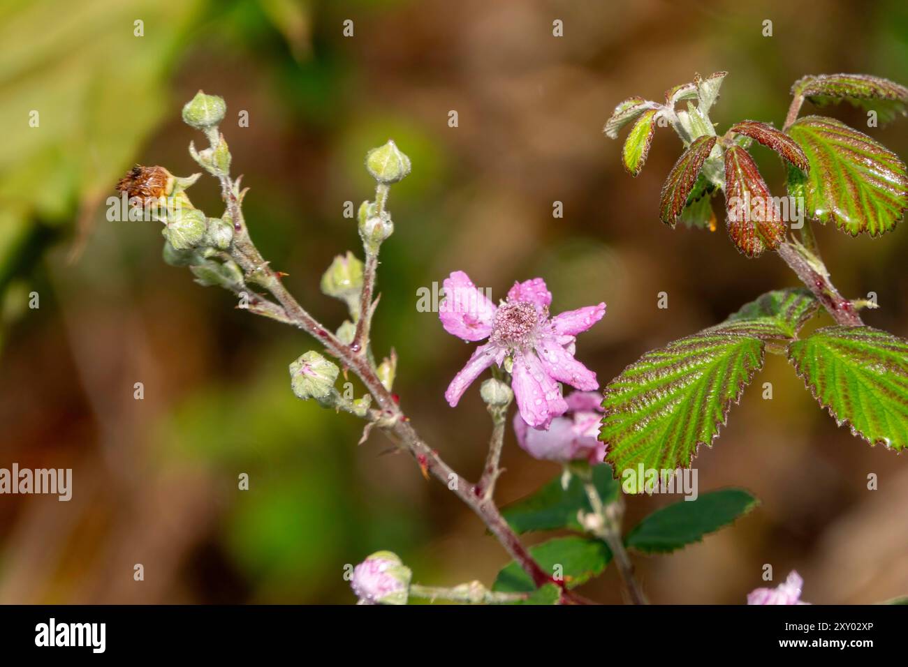 Fleur de mûre sauvage avec photo de la nature en gros plan de rosée Banque D'Images