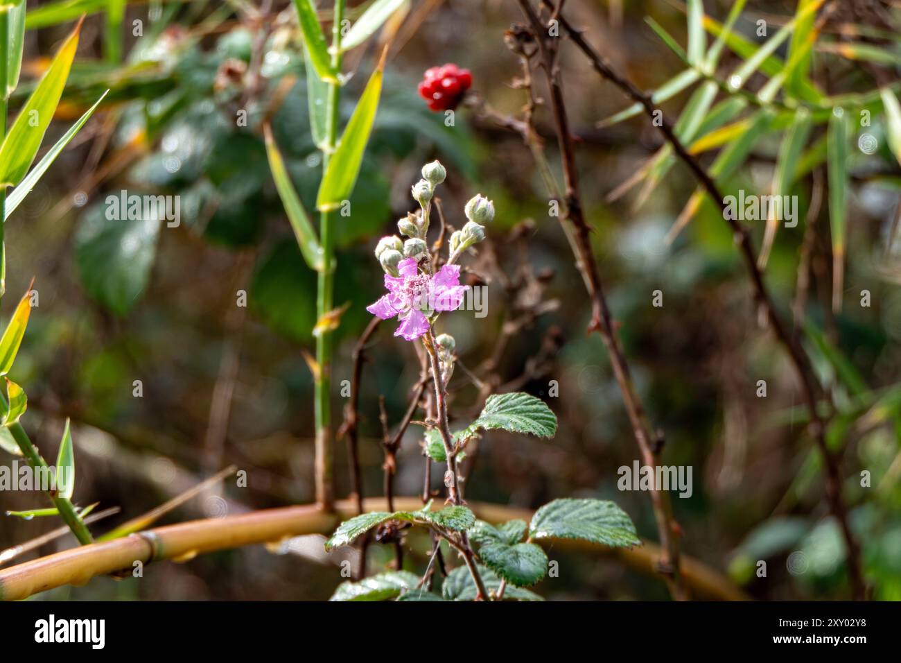 Fleur de mûre sauvage avec photo de la nature en gros plan de rosée Banque D'Images