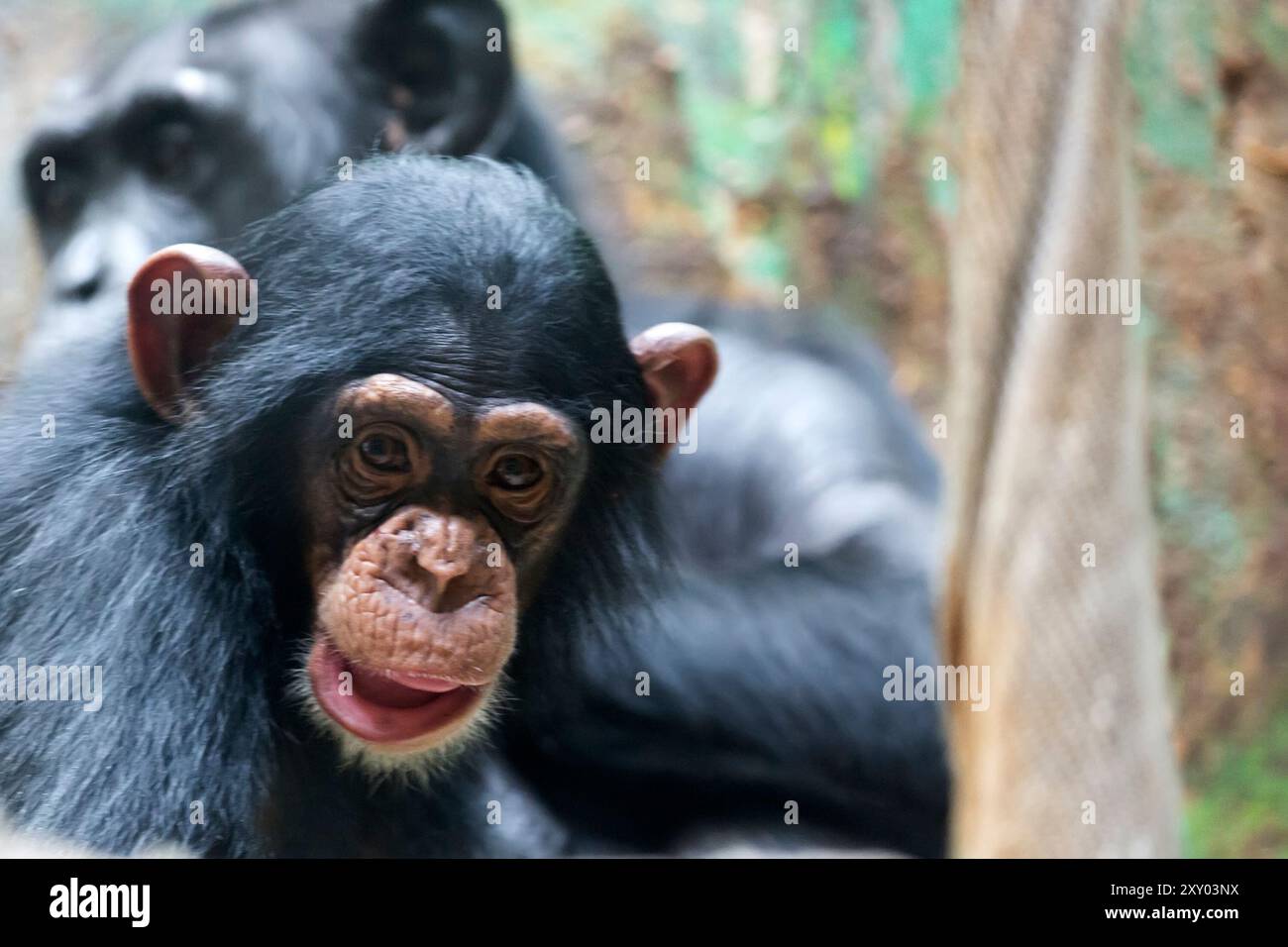 Gros plan portrait de chimpanzé sur un arbre Banque D'Images