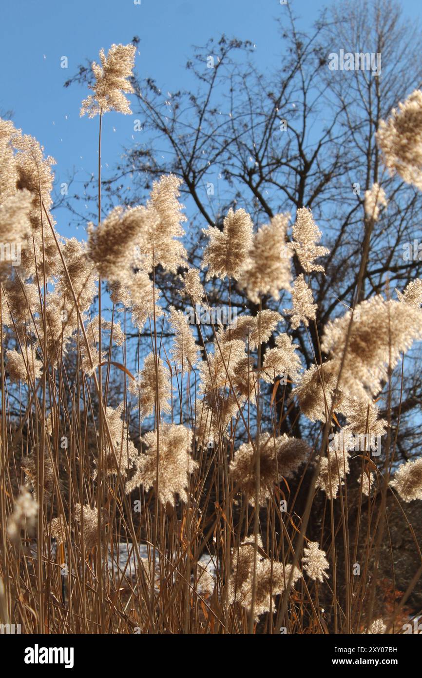 Fond de rêve avec phragmites australis, espèce de plante à fleurs de la famille des poaceae, Monzuno, Italie Banque D'Images