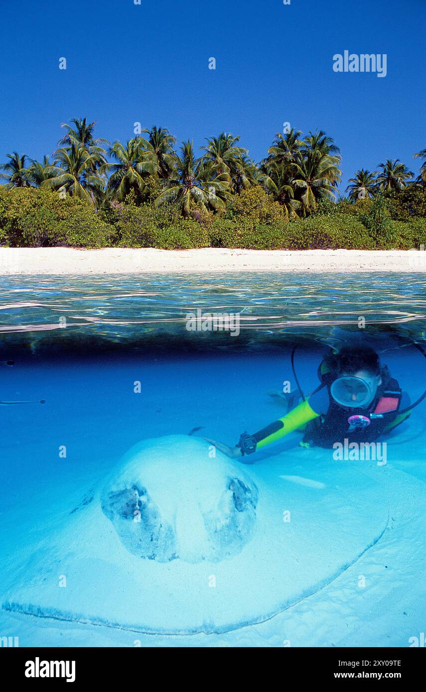 Plongeur et un Jenkins whipray (Himantura jenkinsii), Maldives, océan Indien, Asie Banque D'Images