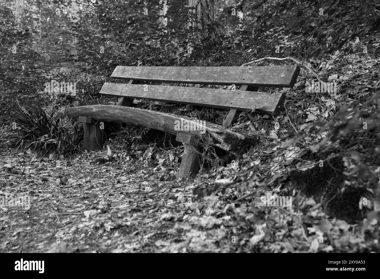 Un vieux banc en bois dans la forêt Banque D'Images