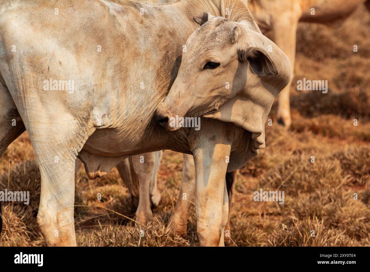 Goiania, Goias, Brésil – 25 août 2024 : une vache se grattant dans l’herbe jaune sèche dans une ferme au Brésil. Banque D'Images
