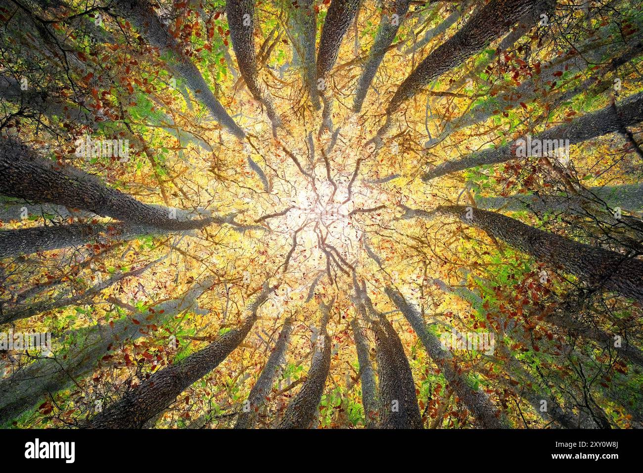 Une vue enchanteresse d'en bas d'une dense canopée forestière agitée avec la lumière dorée du soleil d'automne, mettant en valeur un motif fascinant de branches torsadées et un Banque D'Images