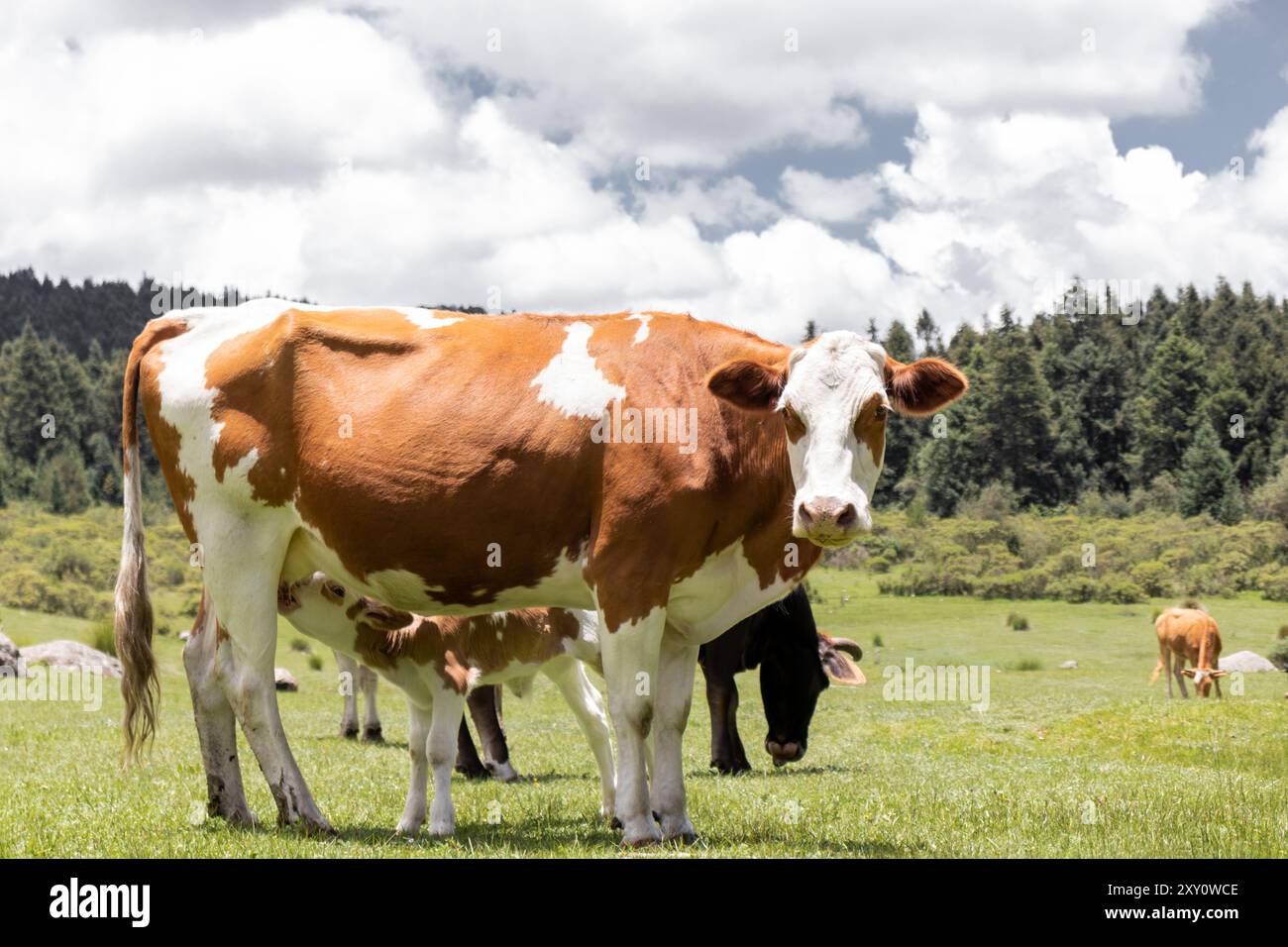 Gros plan d'une vache brune et blanche regardant la caméra dans un pâturage vert vibrant, avec d'autres vaches qui paissent en arrière-plan sous un ciel bleu clair. Banque D'Images
