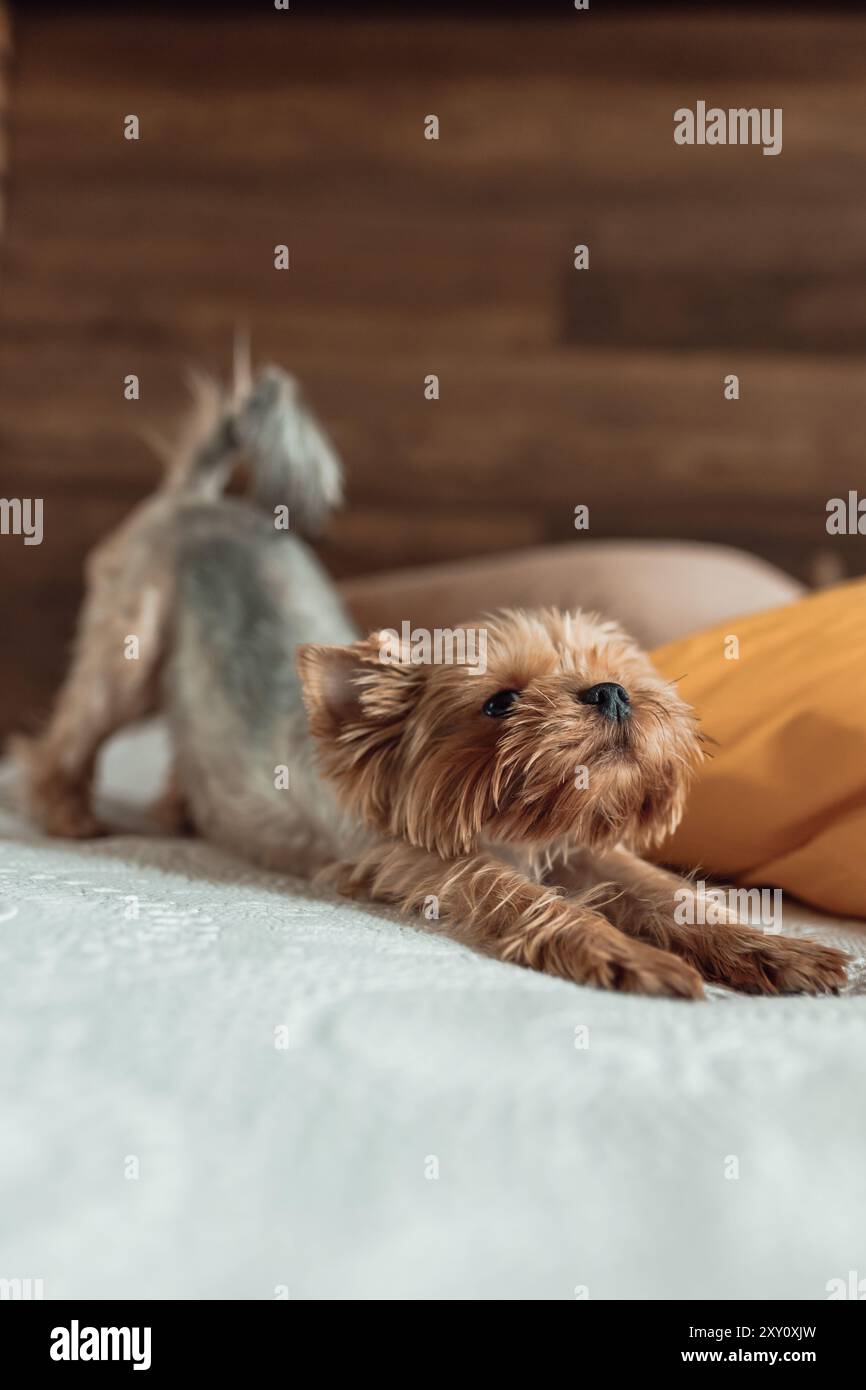 Un chien terrier du Yorkshire en peluche et un chat gris paisible partagent un lit confortable lors d'une séance photo à domicile détendue dans la chambre, mettant en valeur la compagnie Banque D'Images