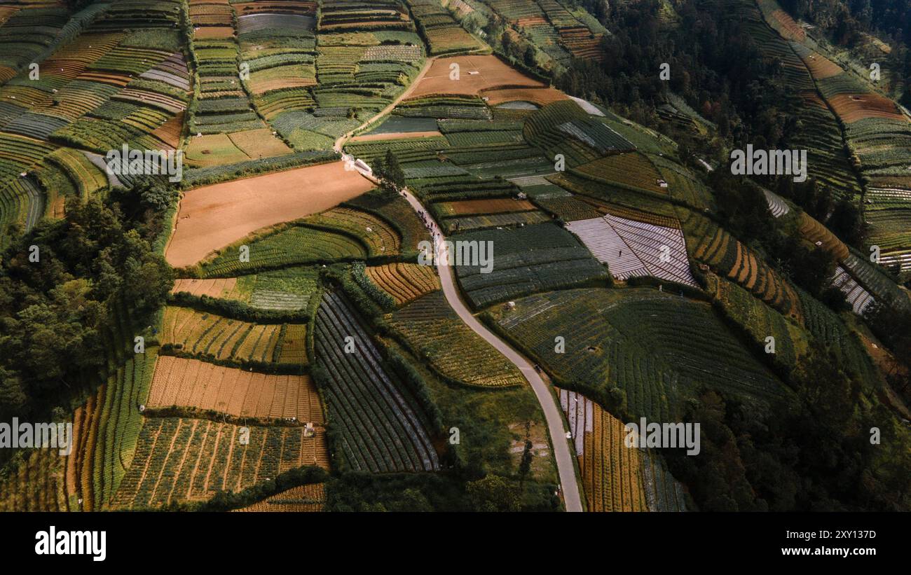 Vue aérienne de vergers verdoyants sur les pentes du mont Sumbing, Java central, Indonésie. Belle et fertile. Banque D'Images