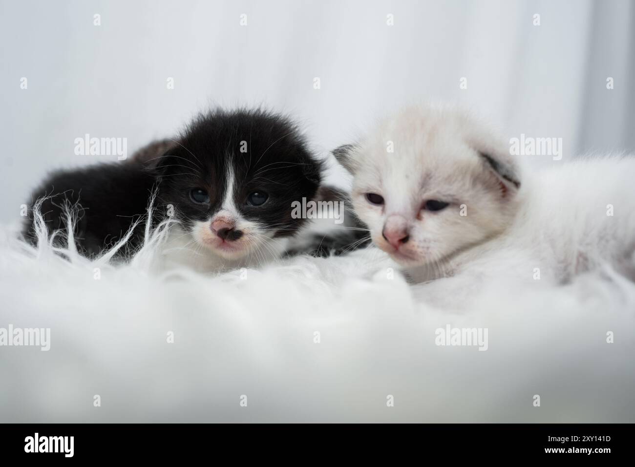 Chaton mignon dormant, bâillant et paressant sur un tapis blanc rasfur. Concept de journée internationale du chat. Banque D'Images