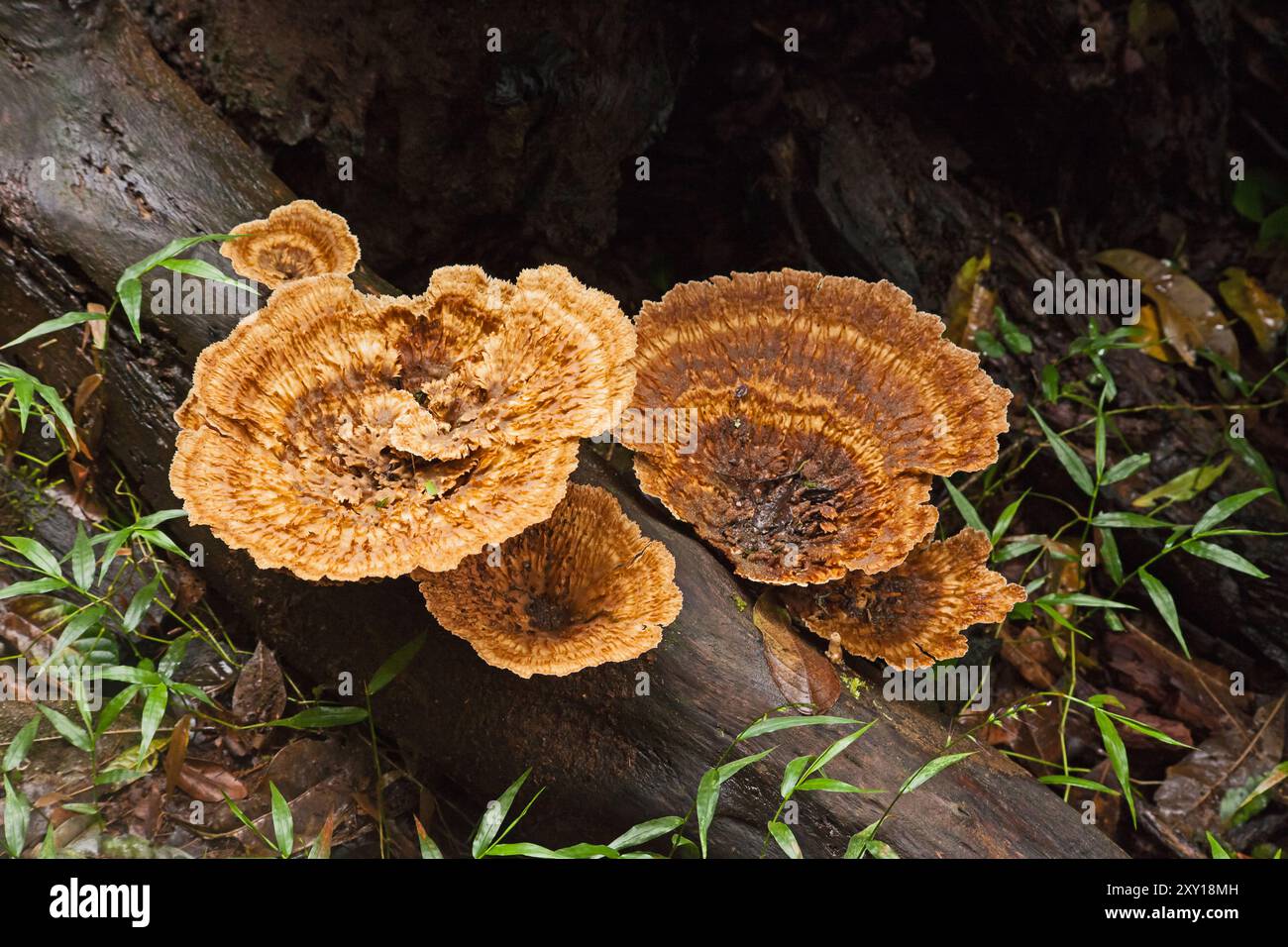 Champignon de labyrinthe à paroi mince Daedaleopsis confragosa 14157 Banque D'Images