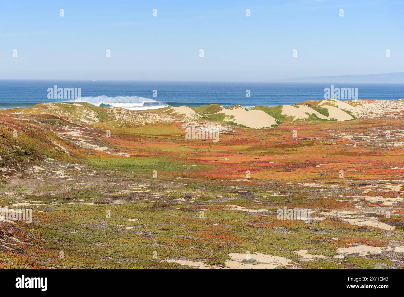 Les dunes de sable côtières couvertes de plantes colorées le long de la côte pacifique de la Californie par un jour d'automne brumeux Banque D'Images