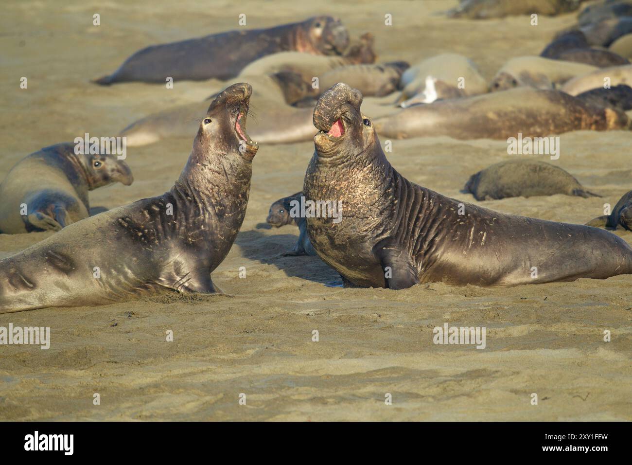 Éléphant de mer du Nord (Mirounga angustirostris). Aussi connu comme les éléphants de mer. Les gros mâles en compétition pour le territoire et les harems sur la plage à Piedras B Banque D'Images
