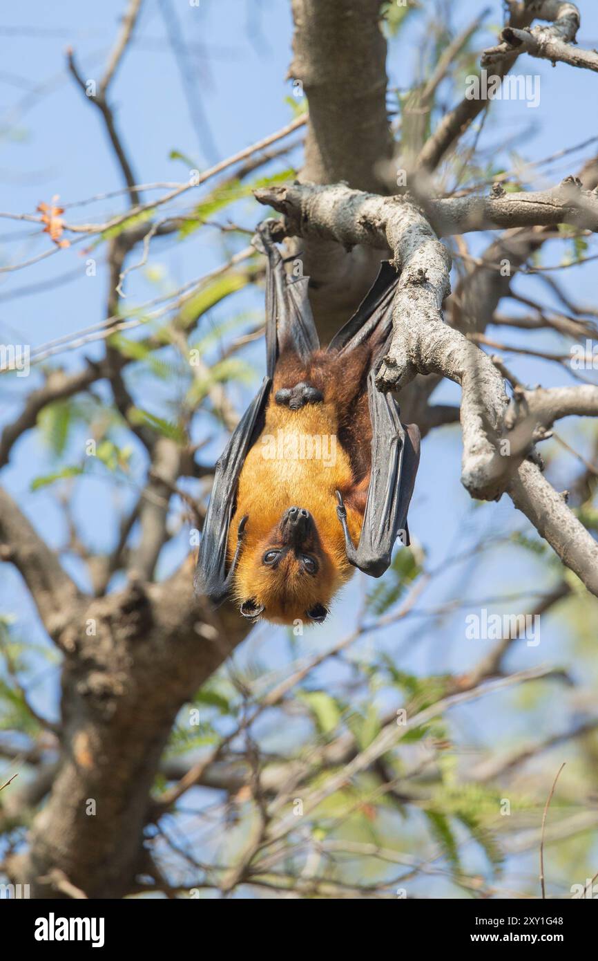 Grand Bat de fruits indiens (Pteropus giganteus), également connu sous le nom de renard volant indien, ) accroché dans un arbre à la lumière du jour. Banque D'Images