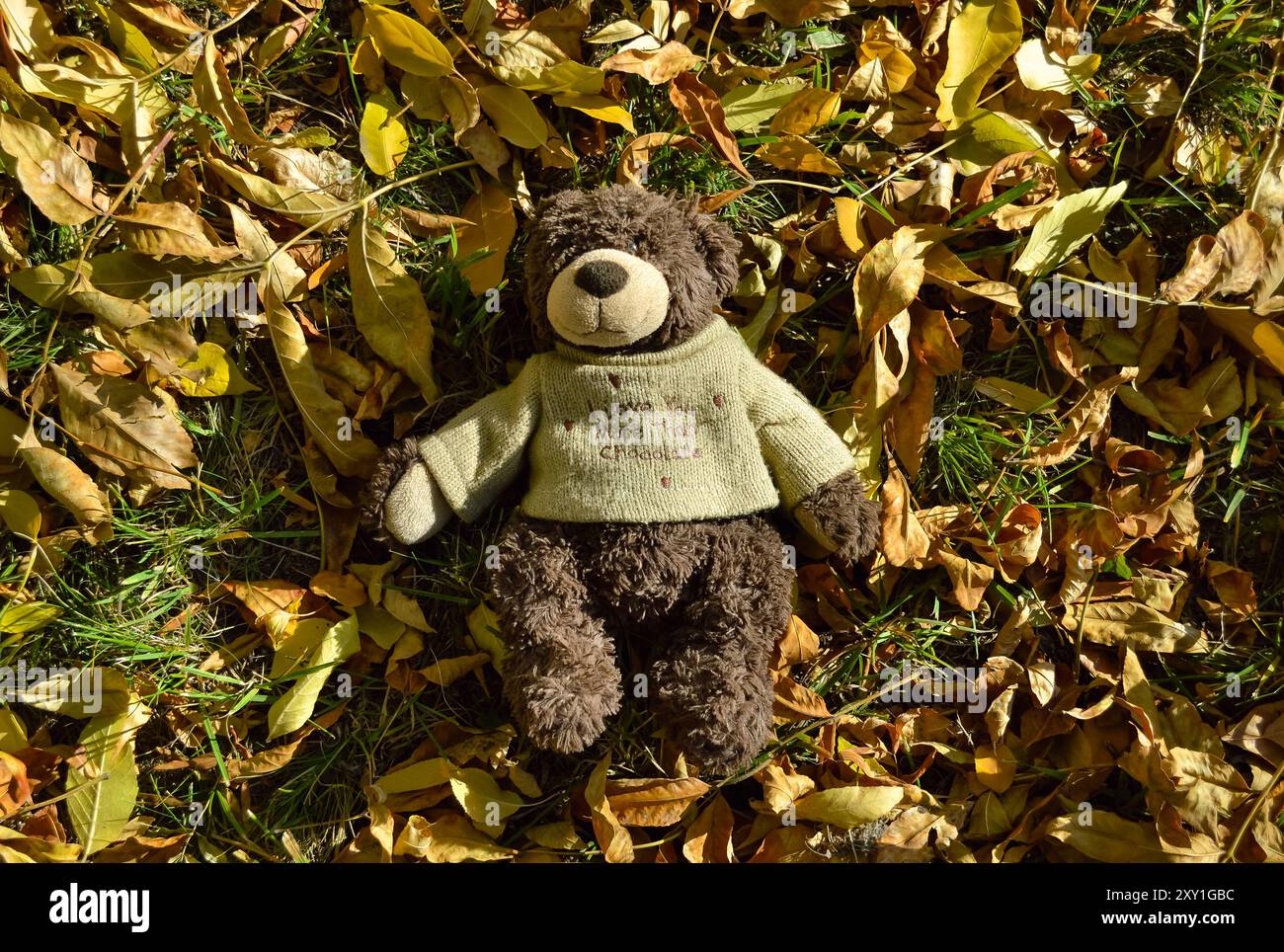 Un ours en peluche dans un pull repose sur la pelouse parmi les feuilles tombées en automne Banque D'Images