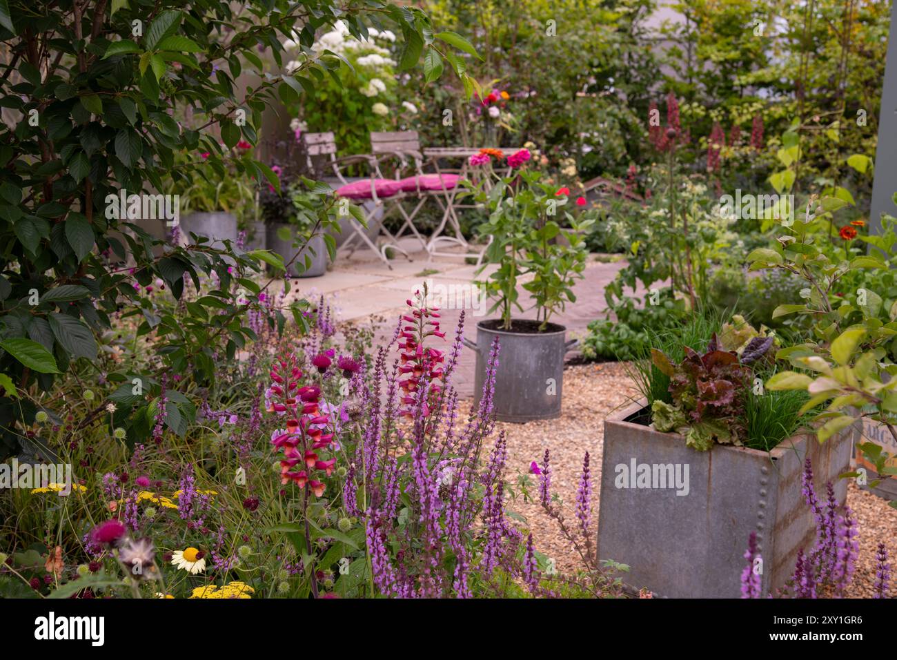 Une bordure de Digitalis 'Ruby Glow', Salvia 'Amethyst' et des conteneurs en métal remplis de plantes sur une terrasse entourée d'un dans le jardin sans tourbe. Concepteur Banque D'Images