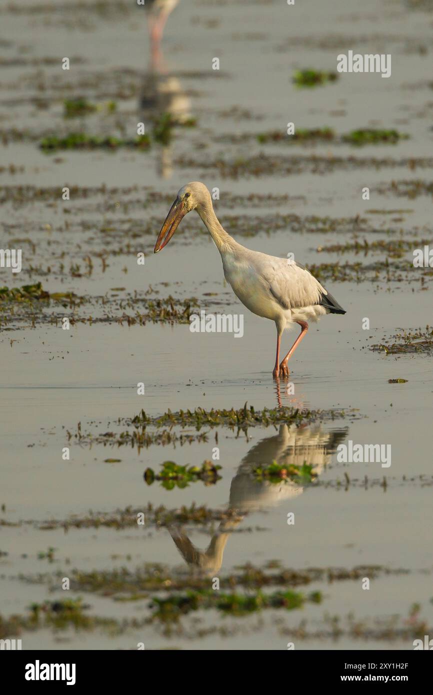 Asian Openbill Anastomus Stork (oscitante) Banque D'Images