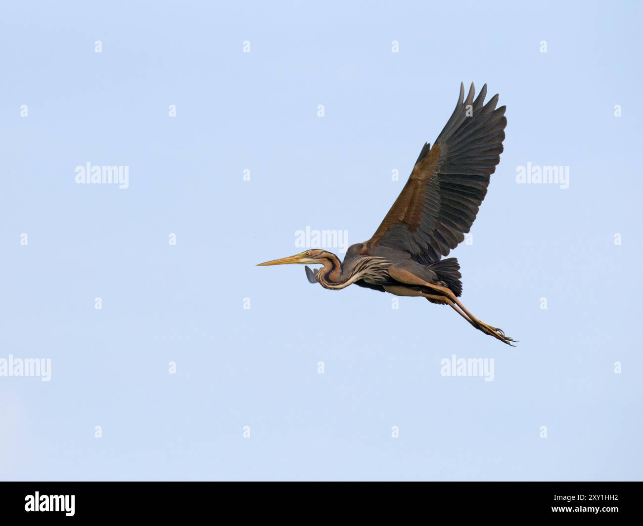 Purple Heron en vol (Ardea purpurea) Mabamba Swamp, Lac Victoria, Ouganda. Banque D'Images