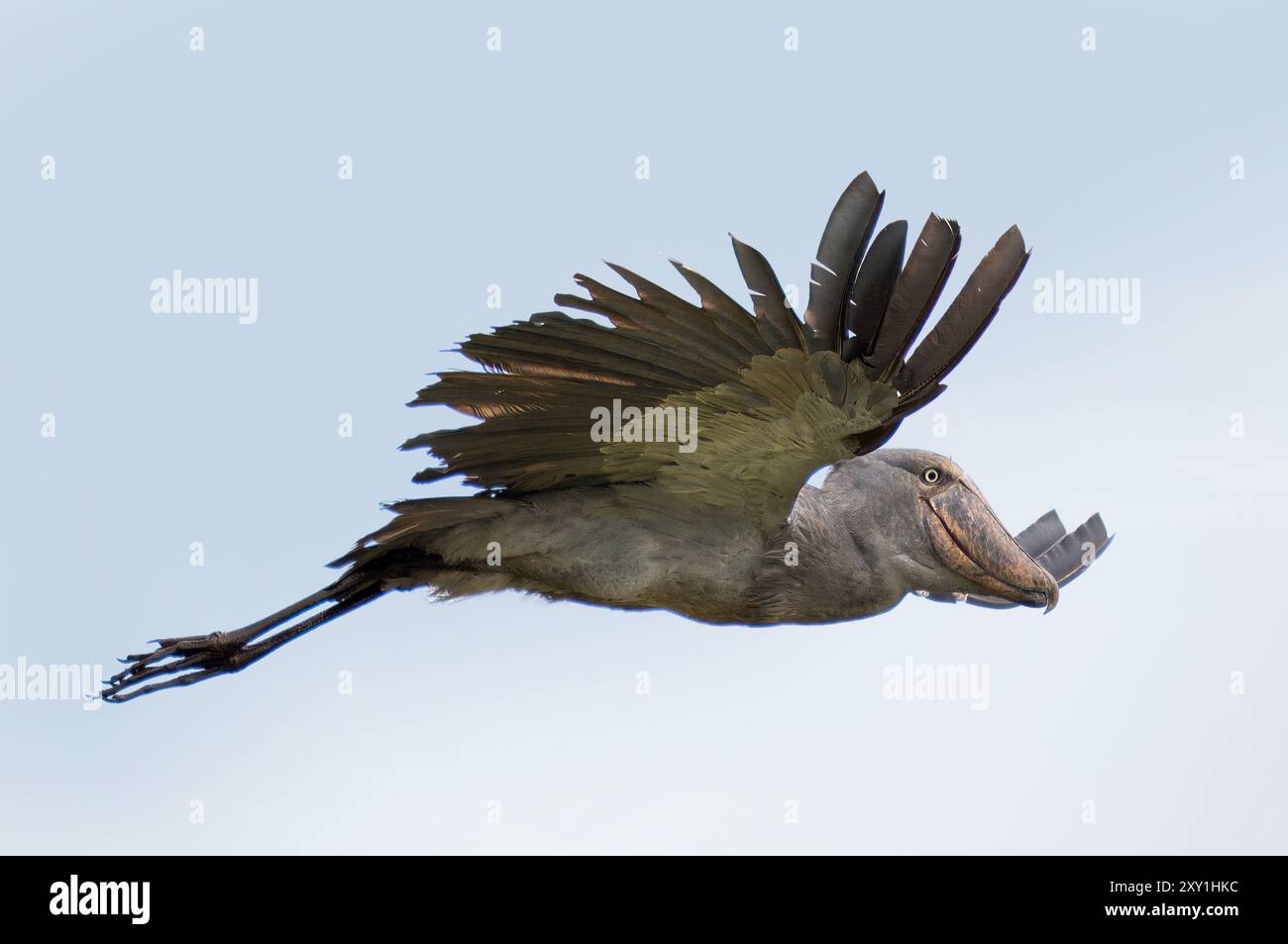 Cigogne Shoebill (Balaeniceps rex) en vol, marais de Mabamba, lac Victoria, Ouganda. Banque D'Images