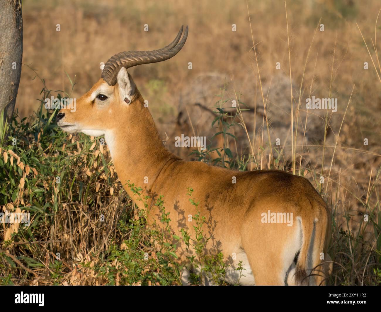 Ougandais kob (Kobus kob thomasi), mâles se tenant dans les prairies/broussailles, parc national de Murchison Falls, Ouganda Banque D'Images