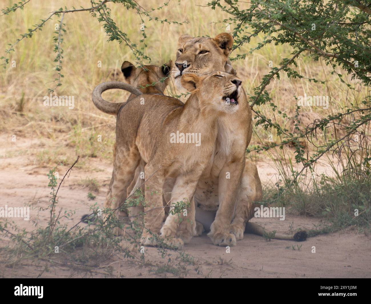 Lion africain (Panthera leo) femelle, avec collier de suivi et 2 petits Murchison Falls National Park, Ouganda Banque D'Images