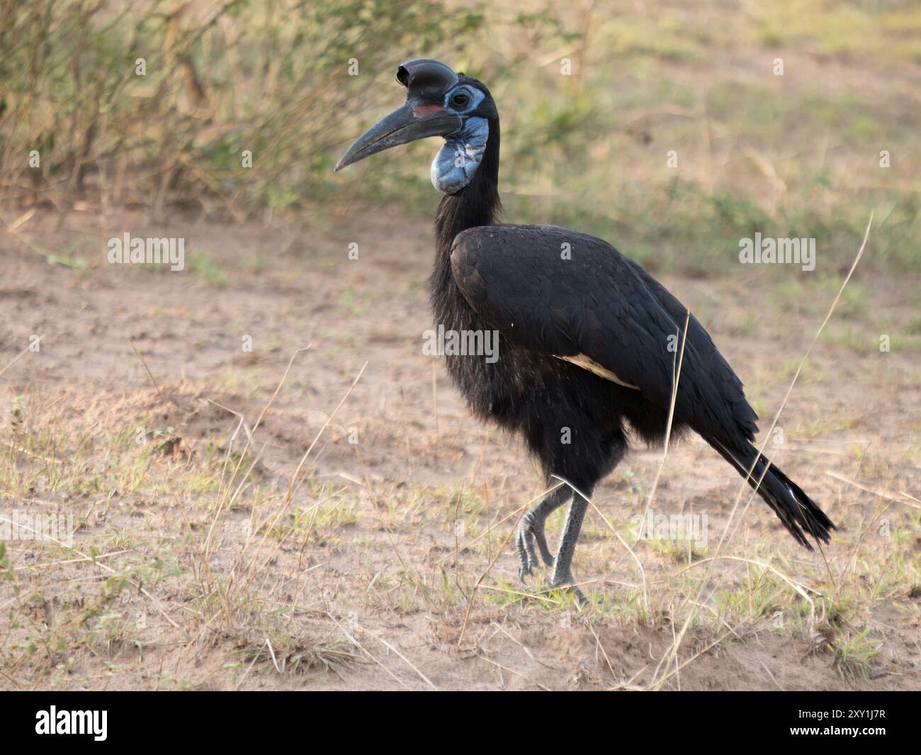 Abyssinien Ground Hornbill (Bucorvus abyssinicus) mâle, parc national de Murchison Falls, Ouganda Banque D'Images